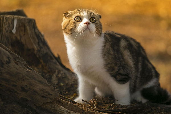Вислоухая Кошка Фото Описание Породы