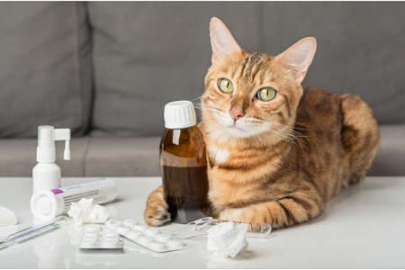 Ринотрахеит у кошек