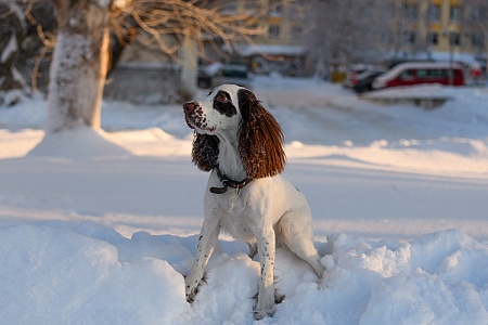 Как защитить лапы собаки от реагентов?