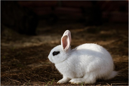 Хотот: белоснежный кролик с «глазами лани»