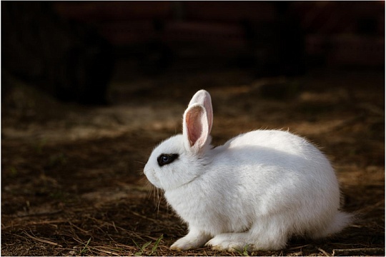Хотот: белоснежный кролик с «глазами лани»