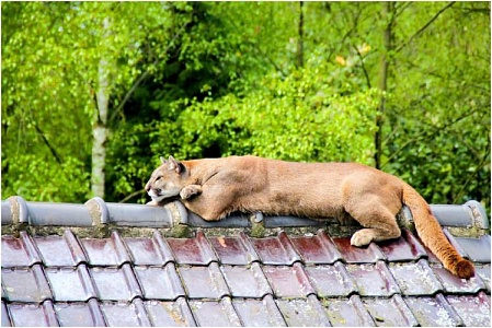 В Госдуме предложили внести поправки в законодательство из-за мужчины, который выгуливает пуму без намордника 