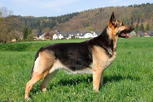 Восточноевропейская овчарка