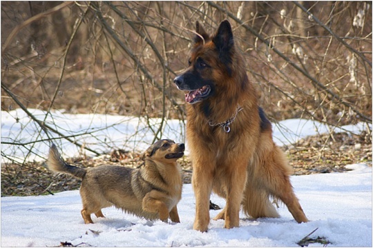 Что меняет новый законопроект о заводчиках и что думают участники рынка