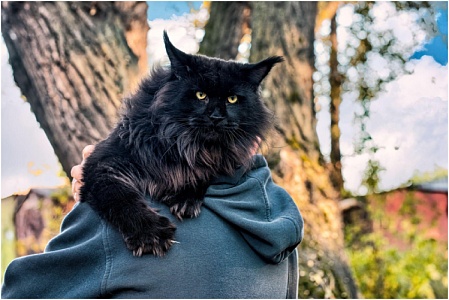 Каким болезням подвержены кошки породы мейн-кун