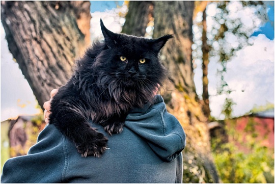 Каким болезням подвержены кошки породы мейн-кун Каким болезням подвержены кошки породы мейн-кун