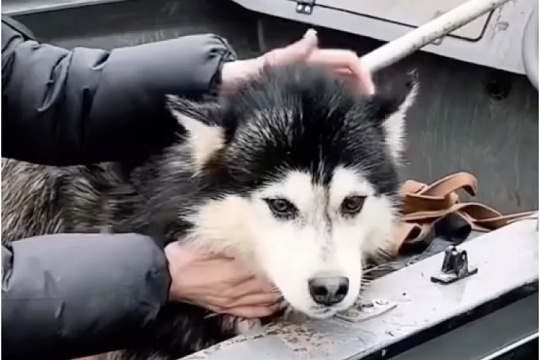 Из затопленного питомника под Оренбургом эвакуировали 43 хаски Из затопленного питомника под Оренбургом эвакуировали 43 хаски