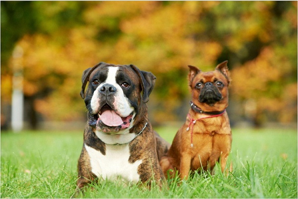 Еще 12 пород собак могут страдать от затрудненного дыхания