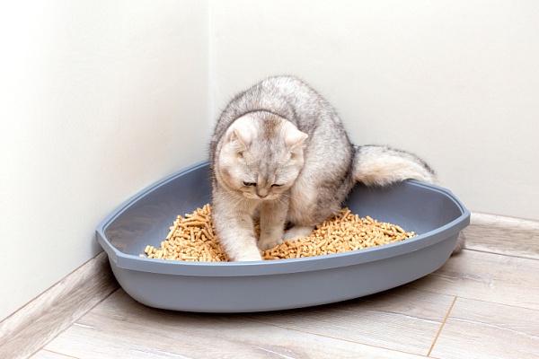 Кошка не ходит в лоток? Поймите причину