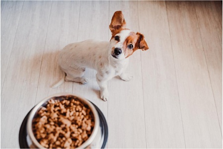 Корм холистик для собак: разновидности и правила выбора