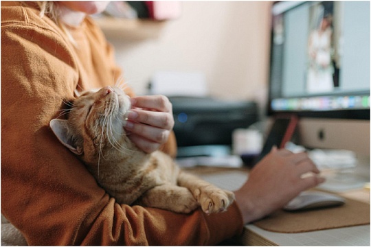 Российские владельцы питомцев предпочитают кошек: исследование Российские владельцы питомцев предпочитают кошек: исследование