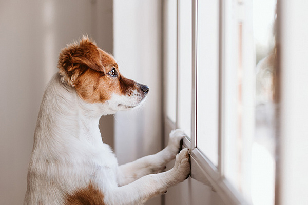 Один дома: как одиночество сказывается на собаке? | Хвост Ньюс