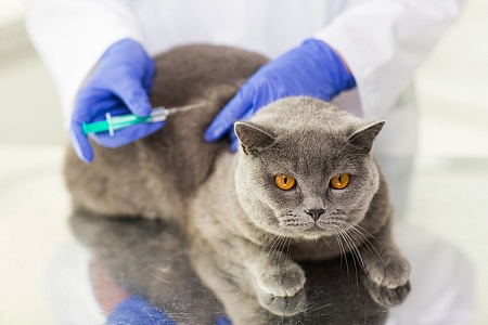Правила вакцинации кошек