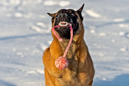Почему собаки радуются первому снегу