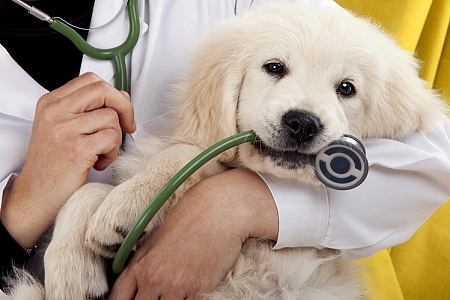 Кастрация щенка