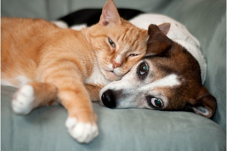 Названы самые популярные клички кошек и собак в России 