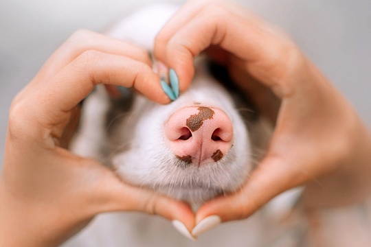 Развитие щенка в период с 7 до 9 месяцев