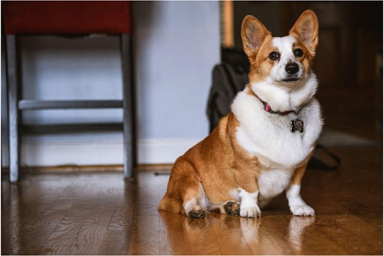 Почему икает собака Почему икает собака