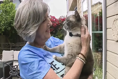 В США кот прошел 1,5 тысячи километров, чтобы вернуться домой