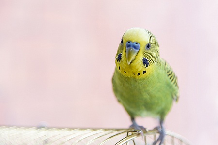 Выпускать ли попугая из клетки?