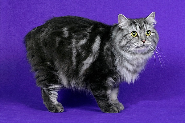 Кимрийская кошка (Кимрик)