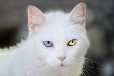 Необычные имена для кошек