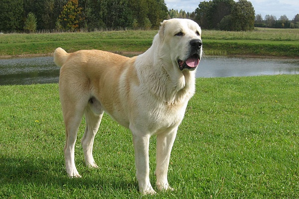 Среднеазиатская овчарка (алабай)