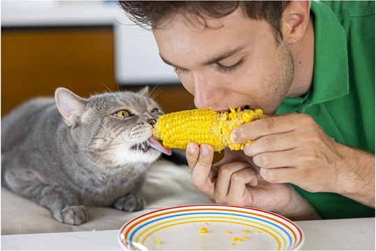 Могут ли кошки быть вегетарианцами