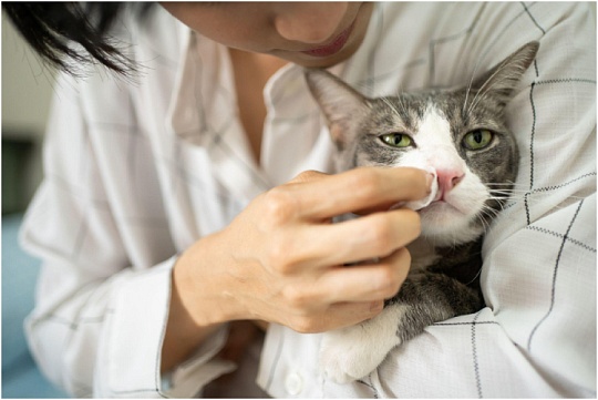 Как почистить нос кошке Как почистить нос кошке