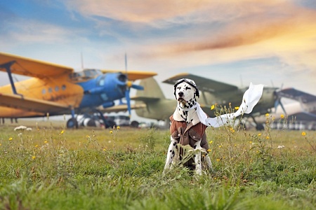 Далматина взяли в салон самолета