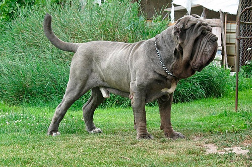 Мастино наполетано Мастино наполетано