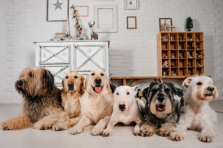 Квартирный вопрос: введут ли в России лимит на количество домашних питомцев?