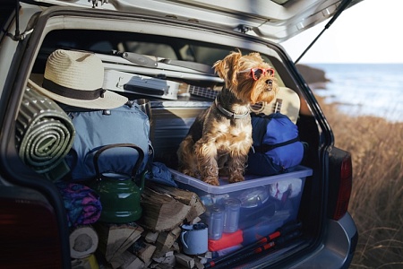 С питомцем в отпуск: как выбрать жилье, чтобы всем было хорошо