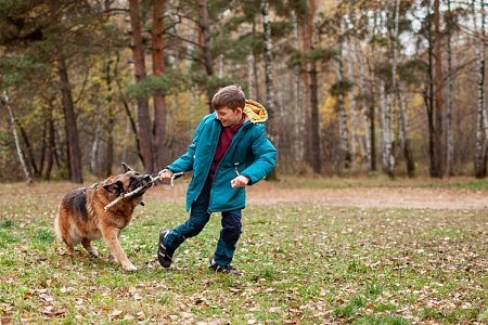 Собаки детям не игрушки!