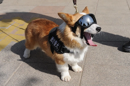 Корги из китайской полиции лишился премии