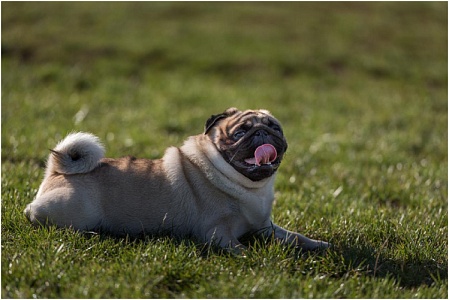 Ветеринарные врачи назвали симптомы теплового удара у домашних питомцев 