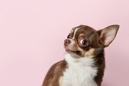 Как отучить собаку бояться гостей и людей на улице?