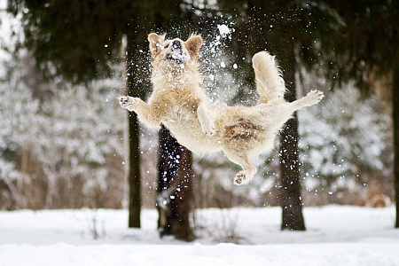 Зимние игры с собакой на улице