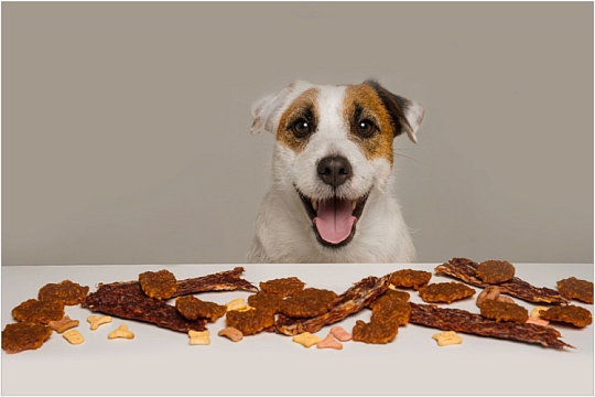 Какие лакомства можно давать собаке с аллергией