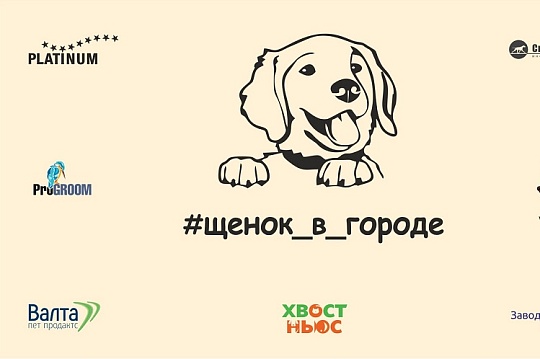 «Щенок в городе» - новый проект SportShowClub «Щенок в городе» - новый проект SportShowClub