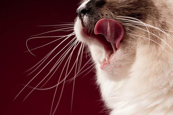 Зачем кошке усы? 🐱 Для чего коту нужны усы