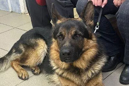 В Ленинградской области нашли собаку, которая потерялась три месяца назад