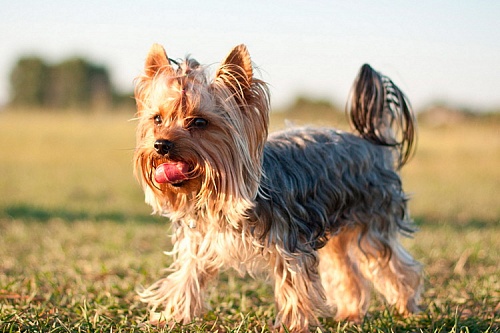 Йоркширский терьер (йорк) Йоркширский терьер (йорк)