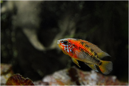 Апистограмма: очарование тропических вод Апистограмма: очарование тропических вод