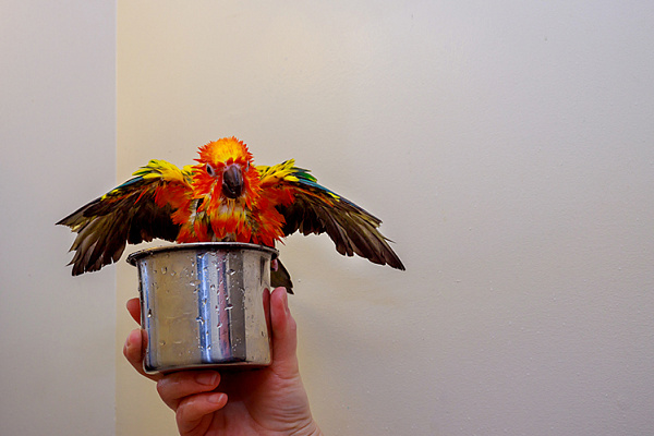 Купание попугая: нужно ли и как правильно?