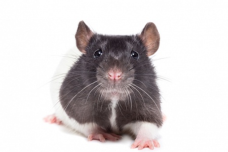 Шесть правил ухода за декоративной крысой