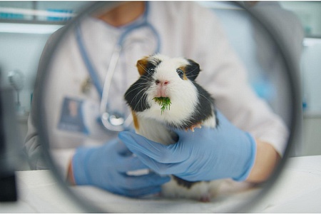 Запах в клетке: когда дело не в наполнителе