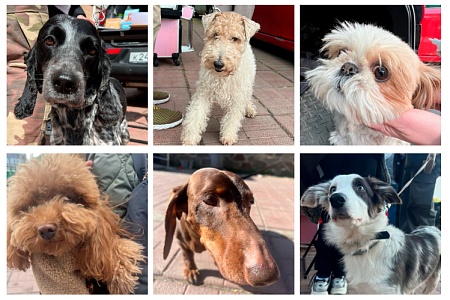 Проект Благотворительного Фонда «Возьми счастье в дом» по чипированию и регистрации питомцев набирает обороты 