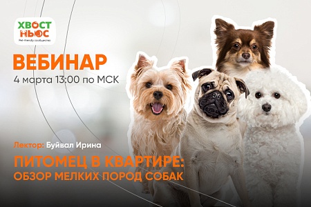 Вебинар "Питомец в квартире: обзор мелких пород собак"