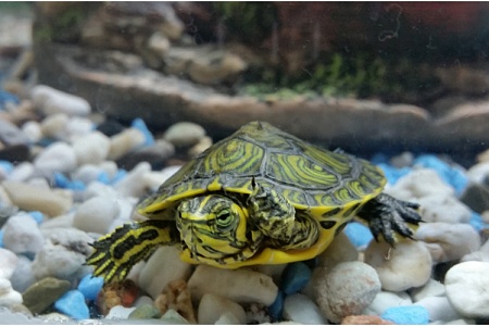 Какую воду можно заливать в аквариум черепах